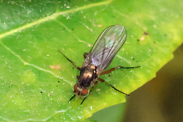 Dolichopus plumipes